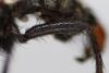 Sarcophaga vagans